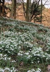 Schneegloeckchen Hermannsholz